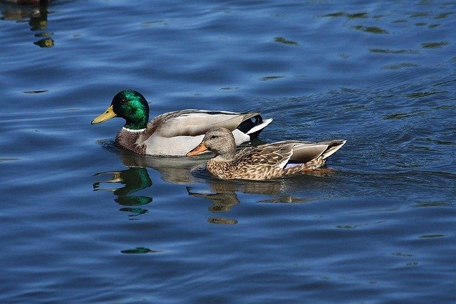 Gråandrik og gråandhun på vandet. Gråanden er en af svømmeænderne, der åbner 1. september.