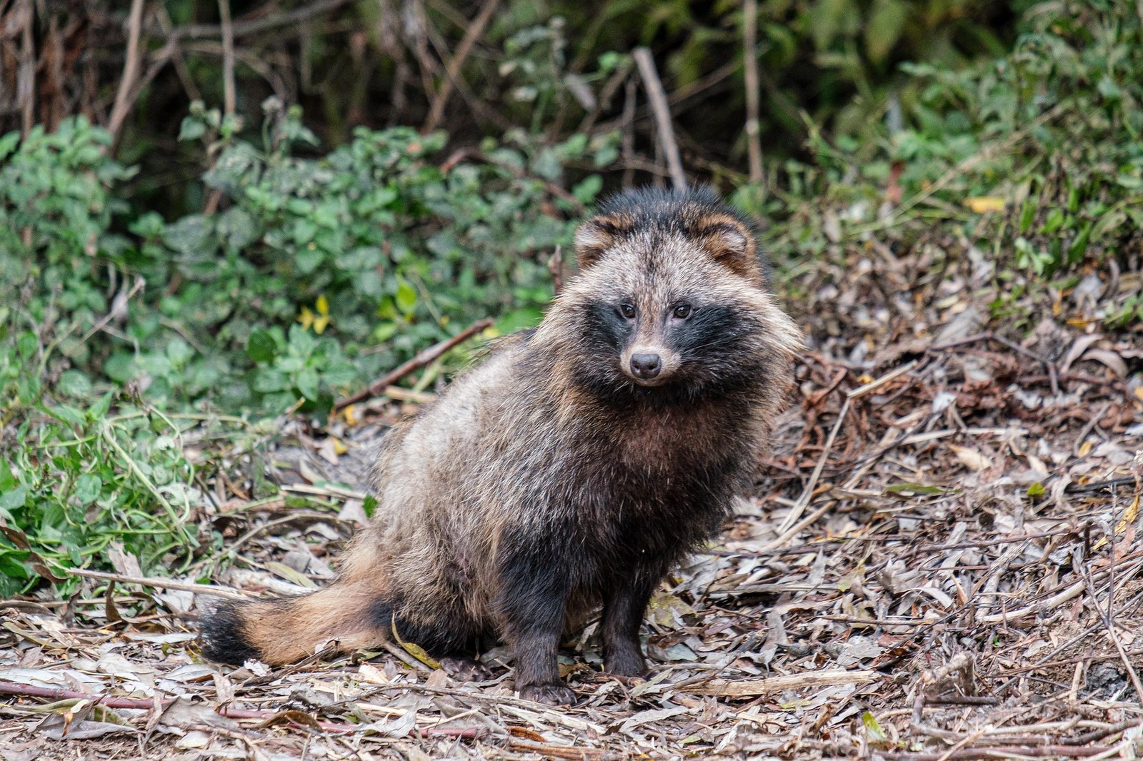 Mårhund i sit naturlige habitat - invasiv art med fri regulering hele året