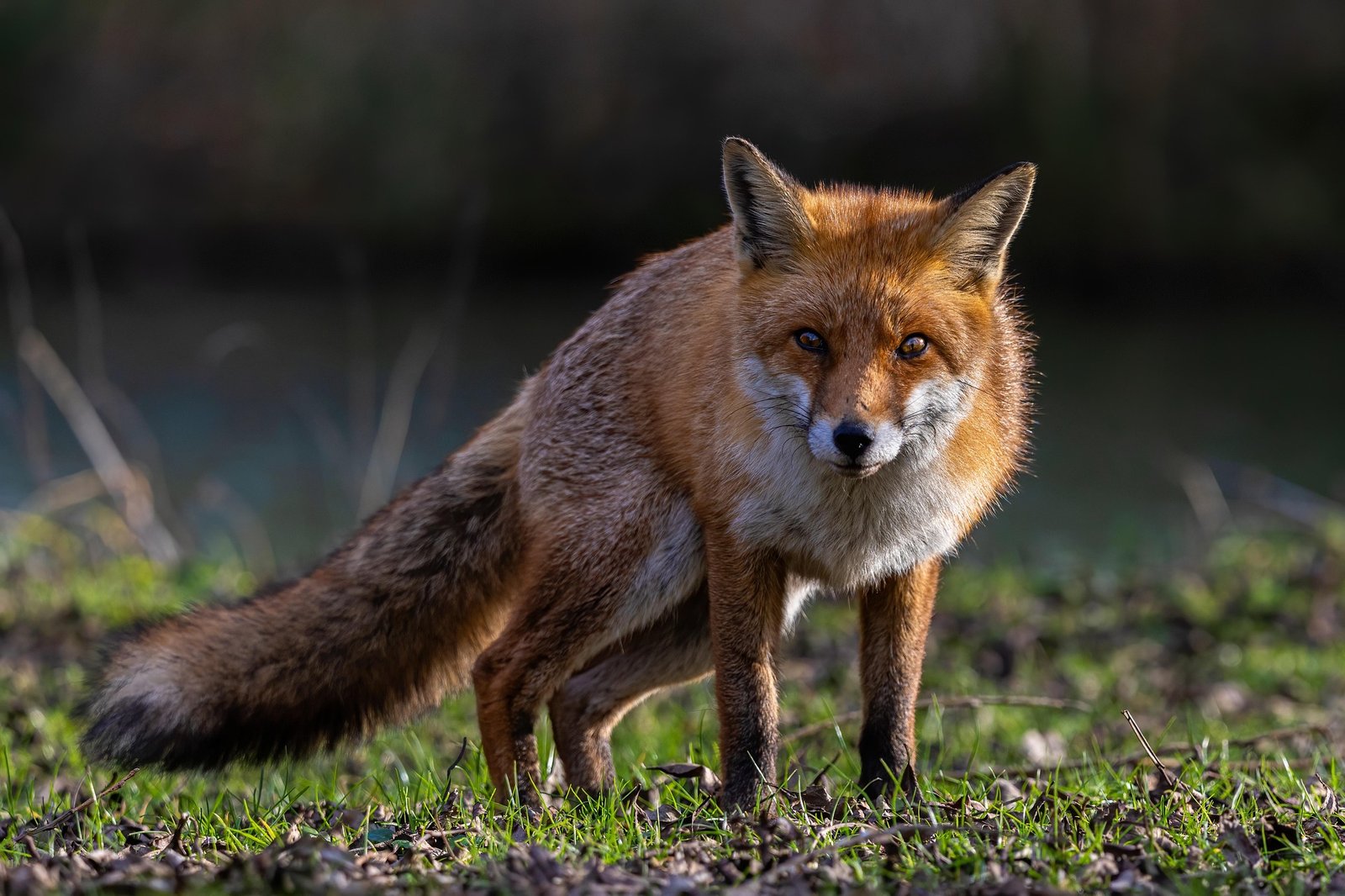 Ræven har både jagttid og regulering - et godt eksempel på sondringen mellem de to regelsæt