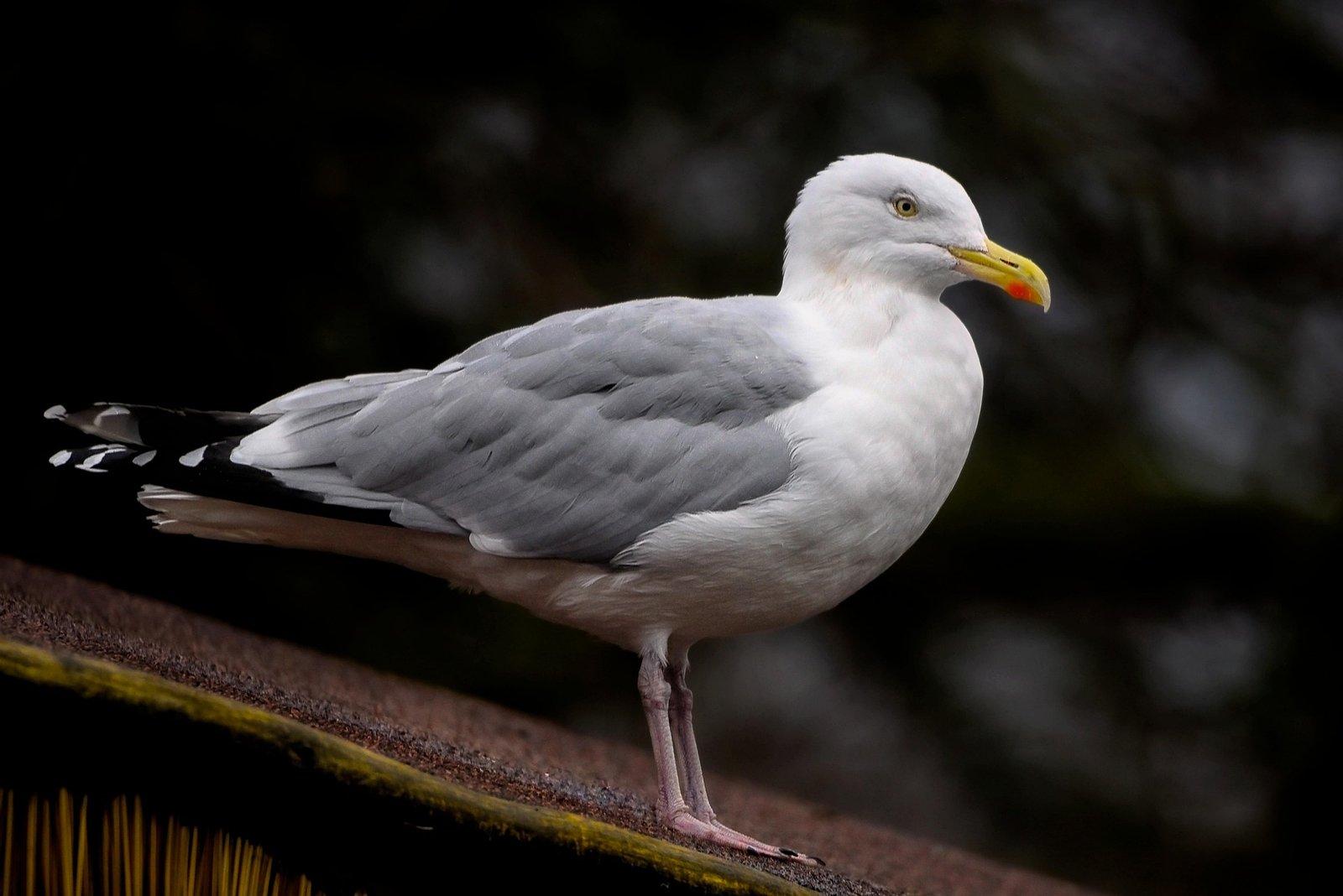 Sølvmåge