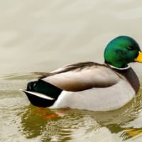 Gråand