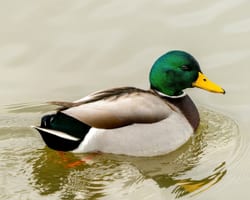 Gråand