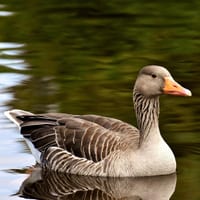 Grågås