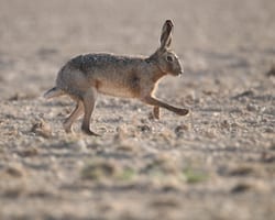 Hare