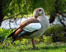 Nilgås