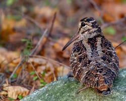 Skovsneppe
